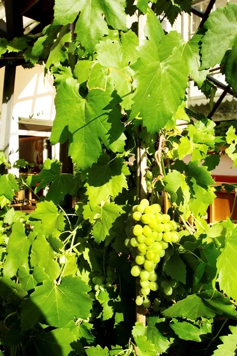 Weinregal in der kost.bar